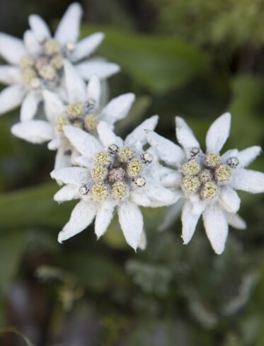 Edelweisblumen Natur Pflanzen  | © Ph. Guenther Pichler 